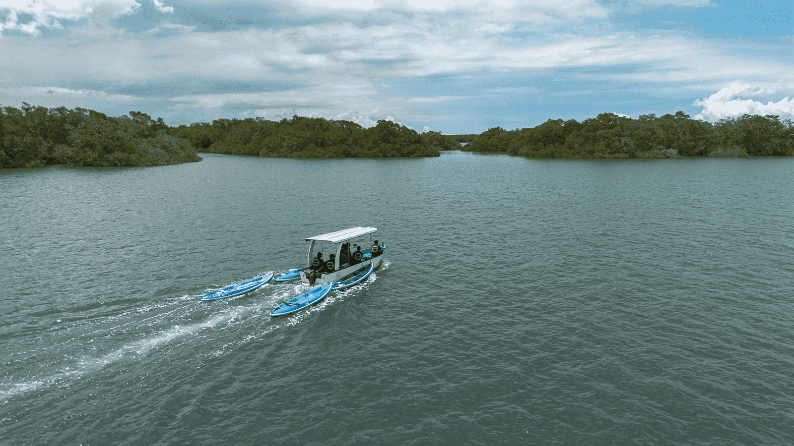Pourquoi faut-il protéger les mangroves?